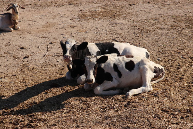 Cow on field