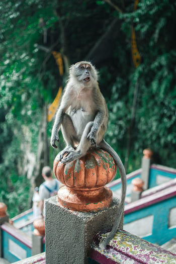 Close-up of monkey sitting on metal