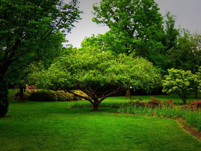Trees on grassy field