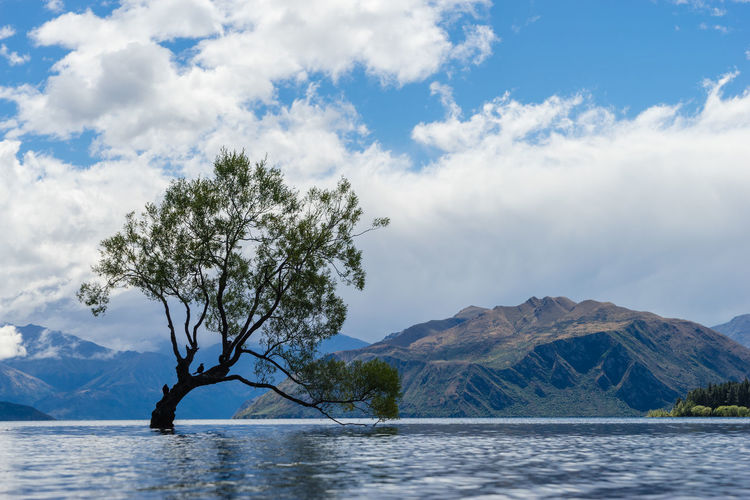 Tree in lake by mountains against sky