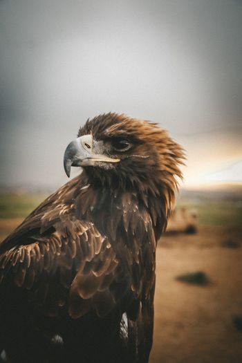 Close-up of eagle looking away