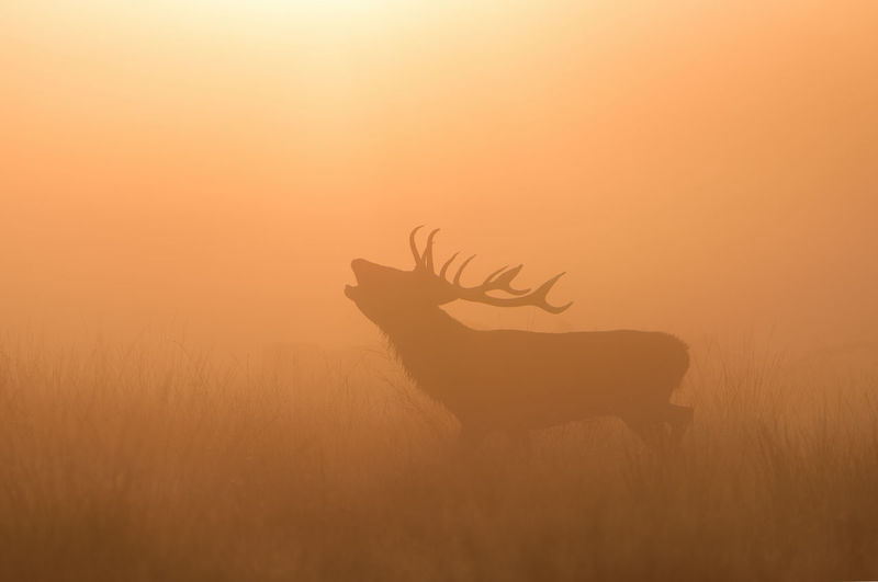 Silhouette red deer shouting in foggy weather during sunrise