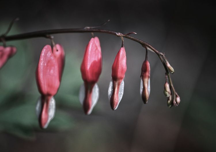 Close-up of red chili peppers on plant