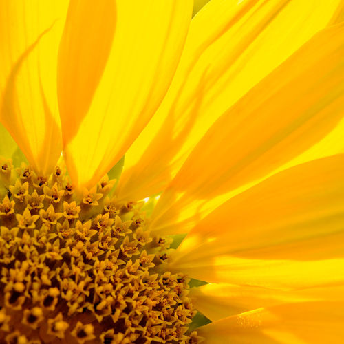 Close-up of yellow flower