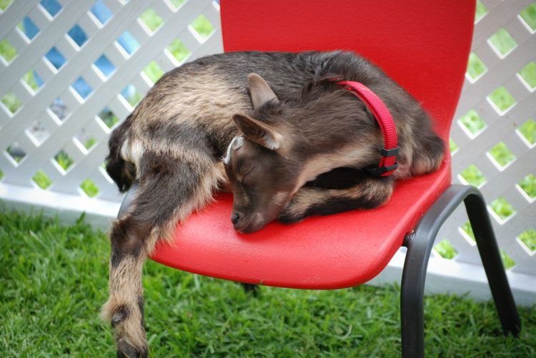 Baby goat sitting on chair