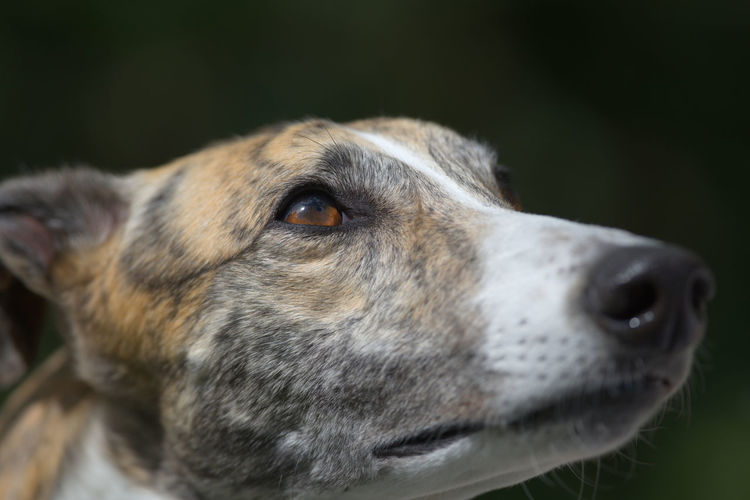 Amazing color in the eye of this pet greyhound. dog looking up into plain dark copy space