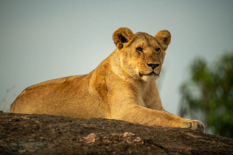 Lioness lies on rocky horizon looking down