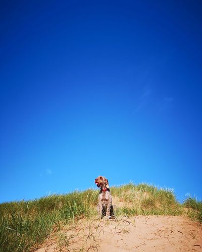 Italian spinone on a sand dune 