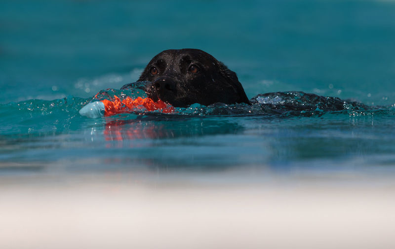 Black labrador retriever with toy swimming in pool