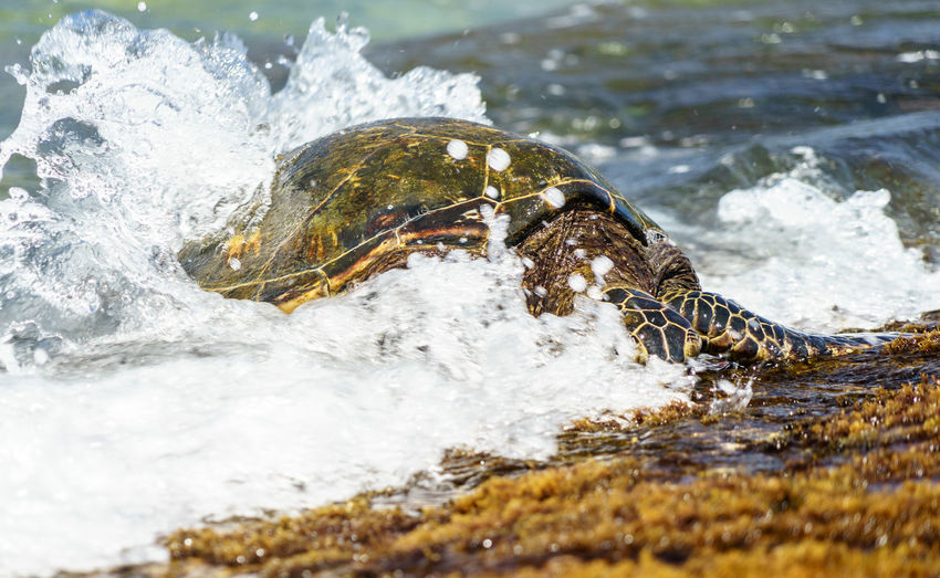 Close-up of turtle on rock in sea