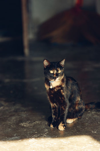 Portrait of cat