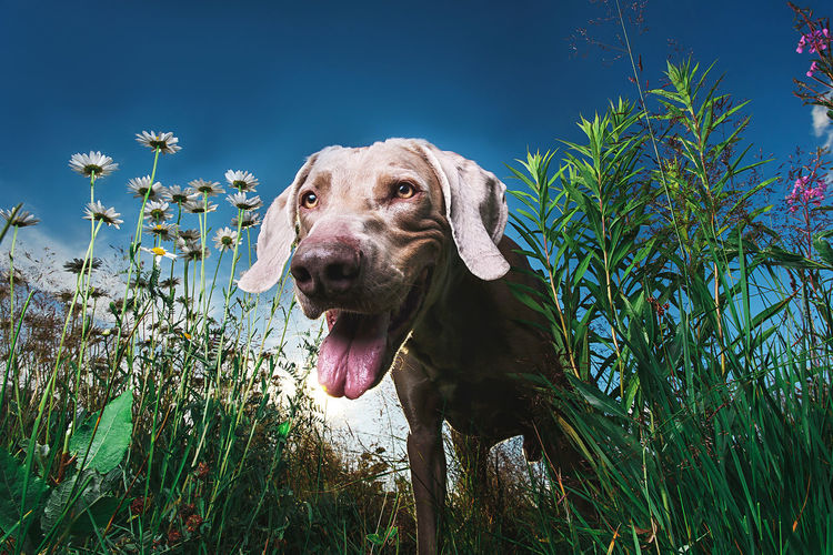 Dog with mouth open in meadow