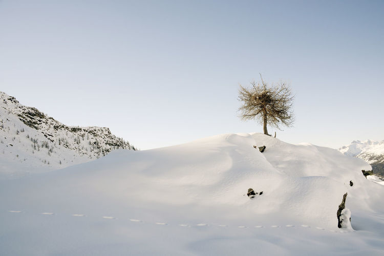 Scenic view of snow covered field with tree against sky