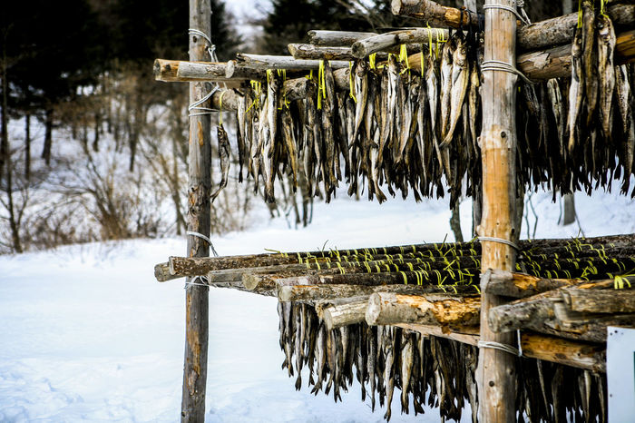 Close-up of fish drying on bamboo on snow covered field