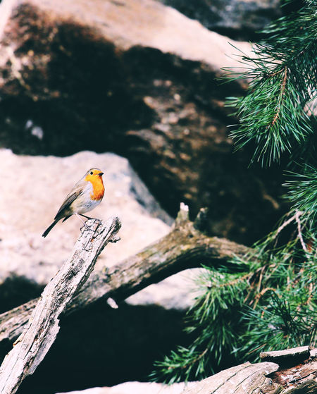 View of robin perching on tree