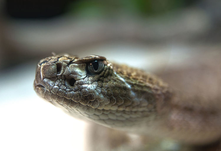 Close-up of western diamondback rattlesnake