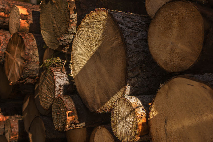 A pile of larch logs laid out to dry