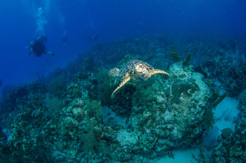 Hawksbill turtle with divers in background