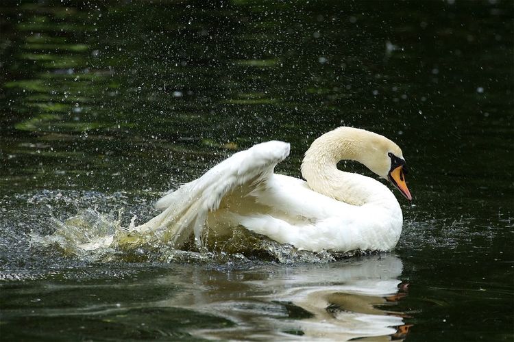 Side view of white swan splashing water in lake