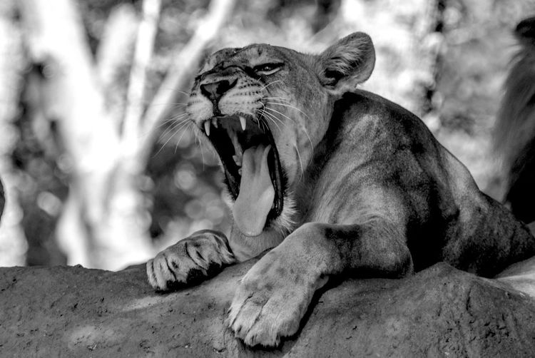Close-up of lioness yawning in forest
