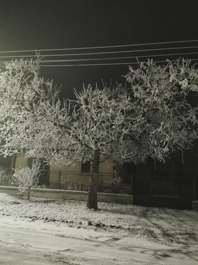 Snow covered trees by building at night