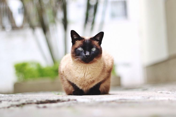 Close-up of siamese cat outdoors