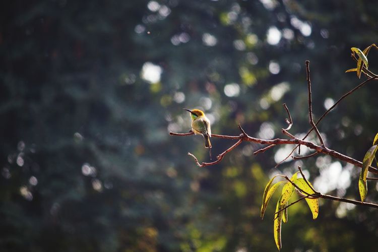 Close-up of bee-eater bird on branch