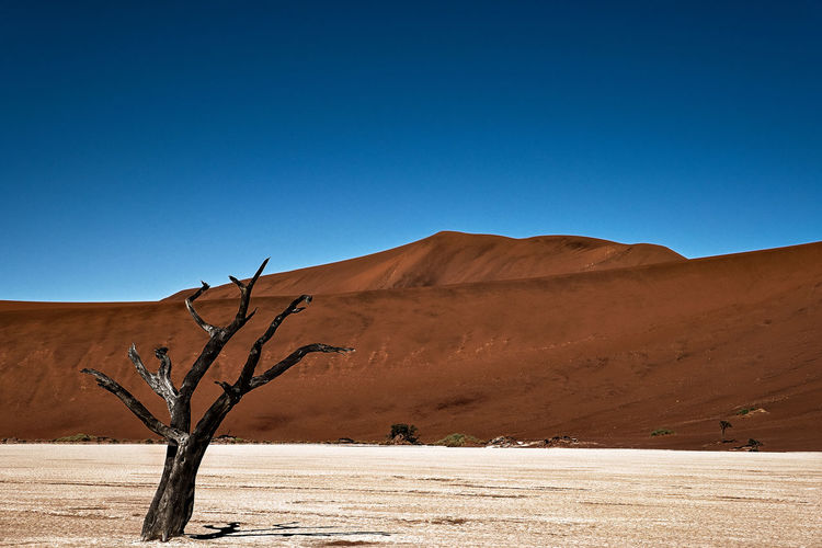Dead tree in deadvlei valley in namib desert