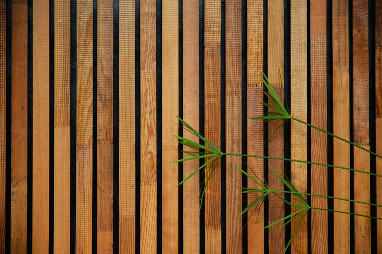 Full frame shot of bamboo plant