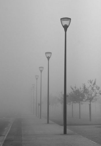 Trees in foggy weather